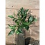 ## Bos laurier - 74 bladeren - 46 cm
