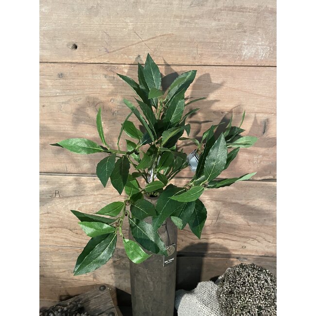 ## Bos laurier - 74 bladeren - 46 cm