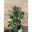 ## Bos laurier - 74 bladeren - 46 cm