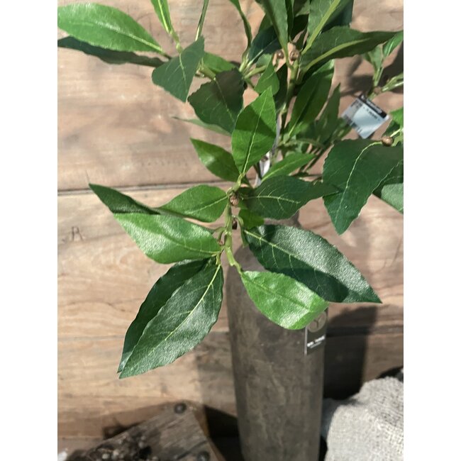 ## Bos laurier - 74 bladeren - 46 cm