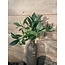## Bos laurier - 74 bladeren - 46 cm