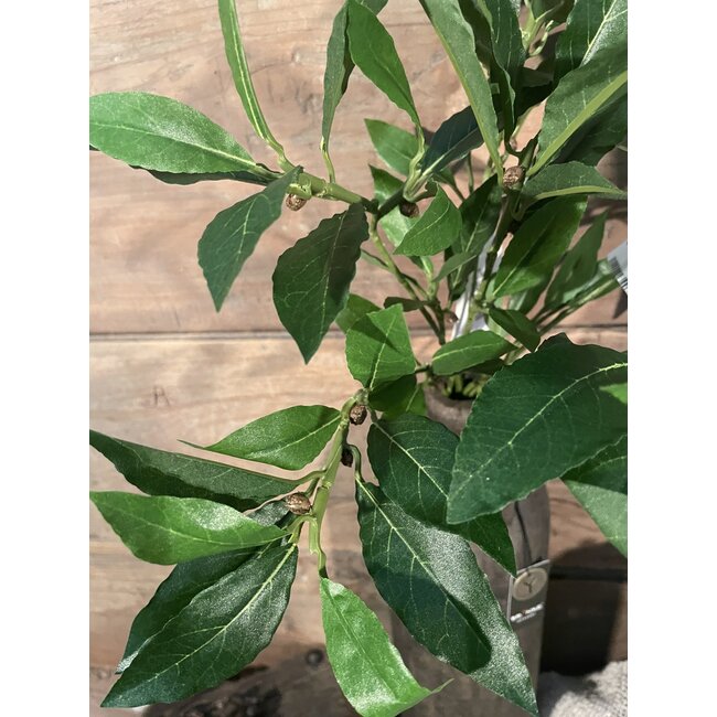 ## Bos laurier - 74 bladeren - 46 cm