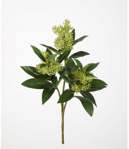 Skimmia Bush 48cm