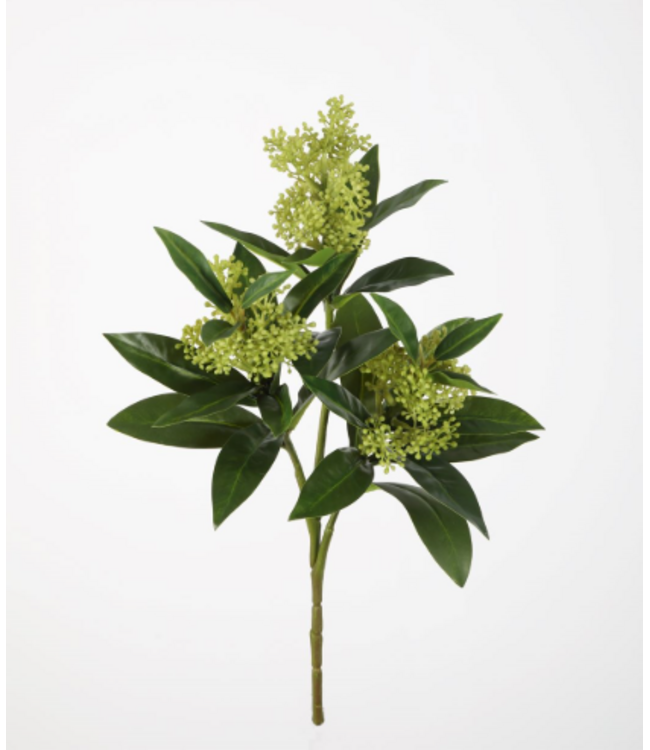 Skimmia Bush 48cm