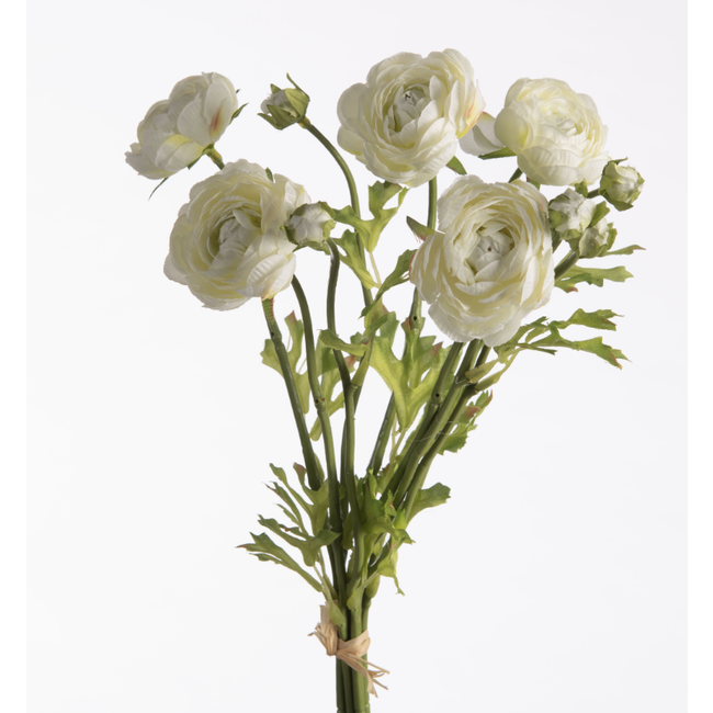 Ranunculus Bundle x5 L38cm w/raffia Cream