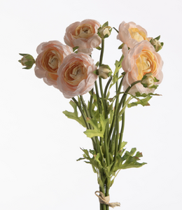 Ranunculus Bundle x5 L38cm w/raffia Beige