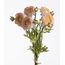 Ranunculus Bundle x5 L38cm w/raffia Beige