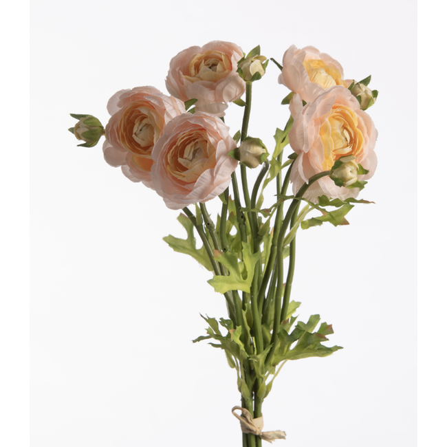 Ranunculus Bundle x5 L38cm w/raffia Beige