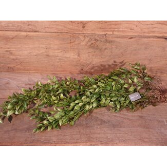 Hanger Lipstick Green 107 cm