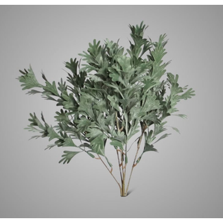 SENECIO BUSH GREY 30 cm