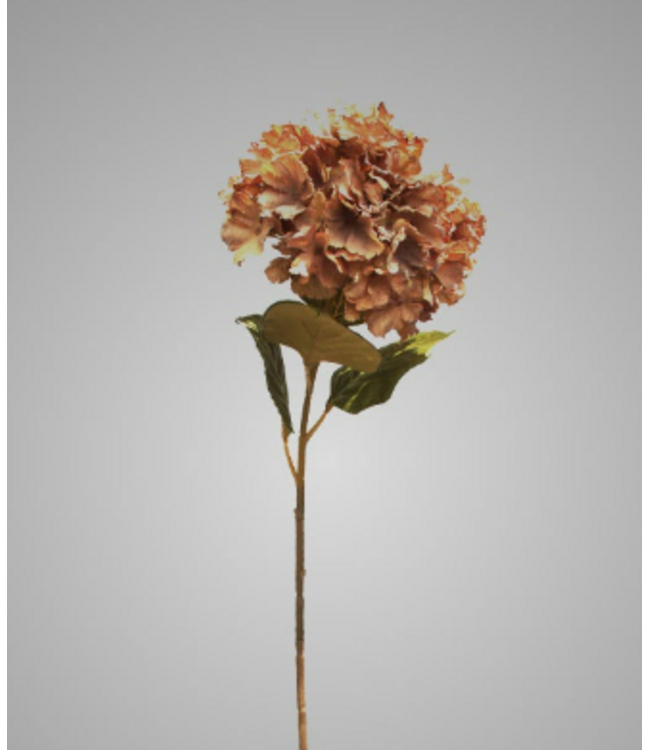 Hydrangea Mauve Brown 85 cm