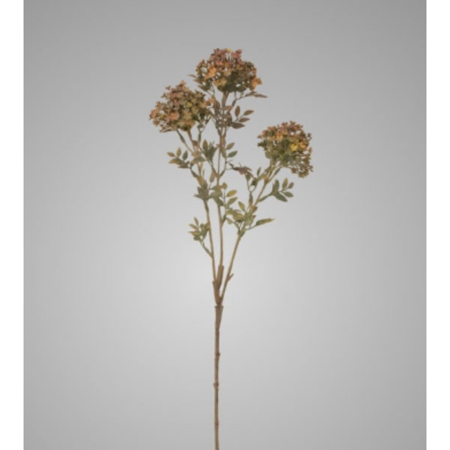 # Bouvardia Stem Grey 70 cm