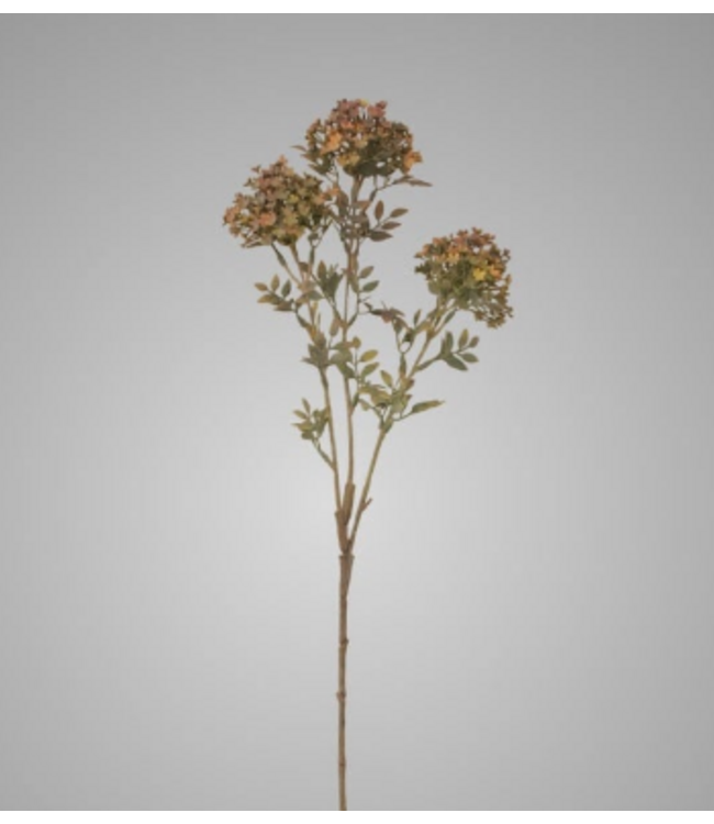 # Bouvardia Stem Grey 70 cm
