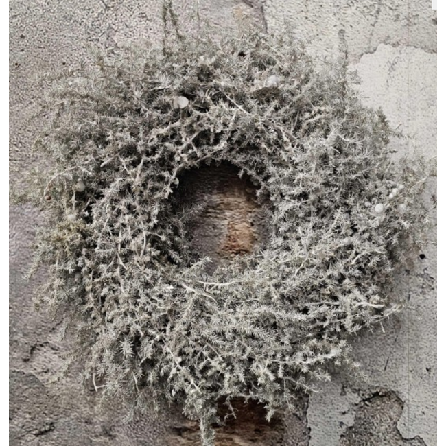 Asparagus wreath white 35cm