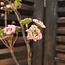 Countryfield ## B323 - Tak - prunus - roze - kunst - 61 x 19 x 5 cm
