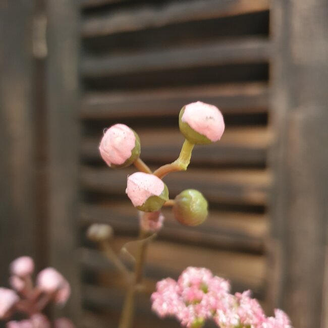 Countryfield ## B323 - Tak - prunus - roze - kunst - 61 x 19 x 5 cm