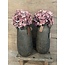 # Hortensia - paars/roze - 18 x 18 x 45 cm