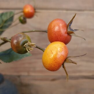 Countryfield # Rozenbottel Breona S oranje-L48B10H3CM