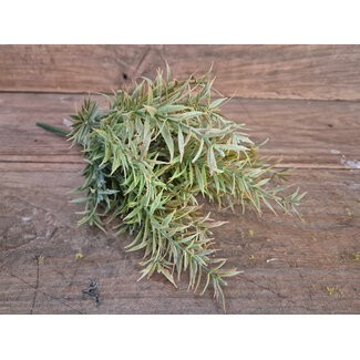 ## Rozemarijn bush brons