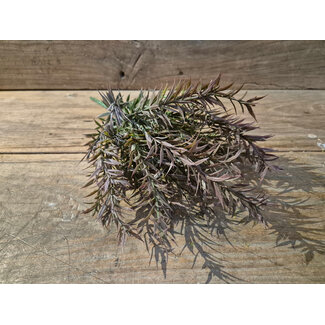 ## Rozemarijn bush dark