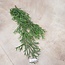 Countryfield ## Poaceae groen-L33B10H75CM kunst