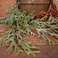 Countryfield ## Poaceae groen-L33B10H75CM kunst