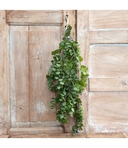 @ Groene eucalyptus 30 cm