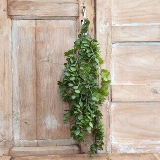 ## Groene eucalyptus 30 cm