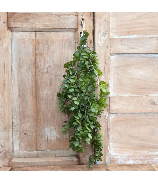 Groene eucalyptus 30 cm