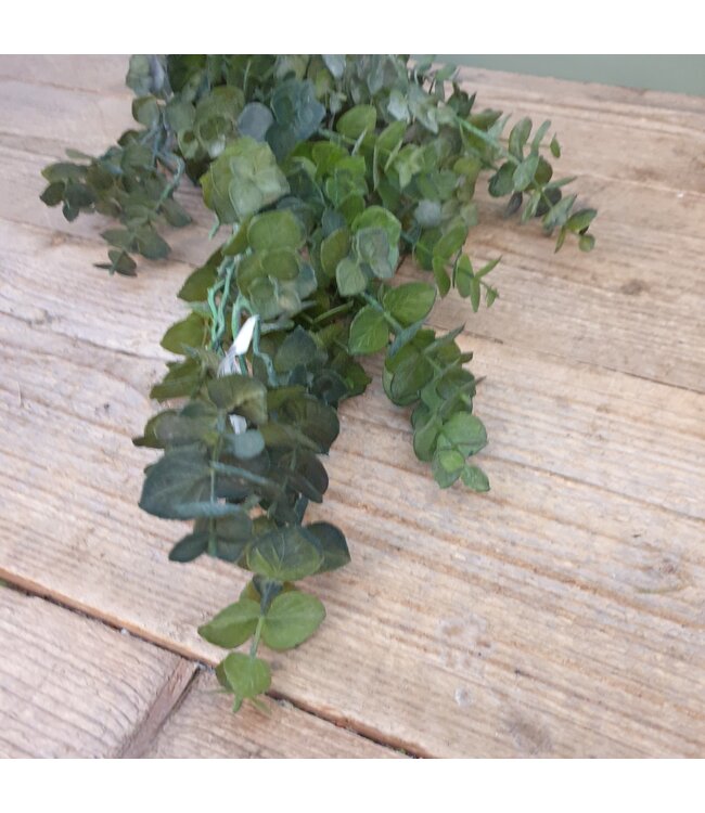 Groene eucalyptus 30 cm