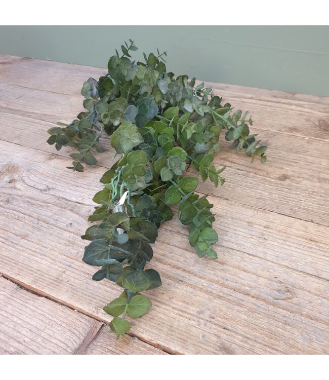 Groene eucalyptus 30 cm