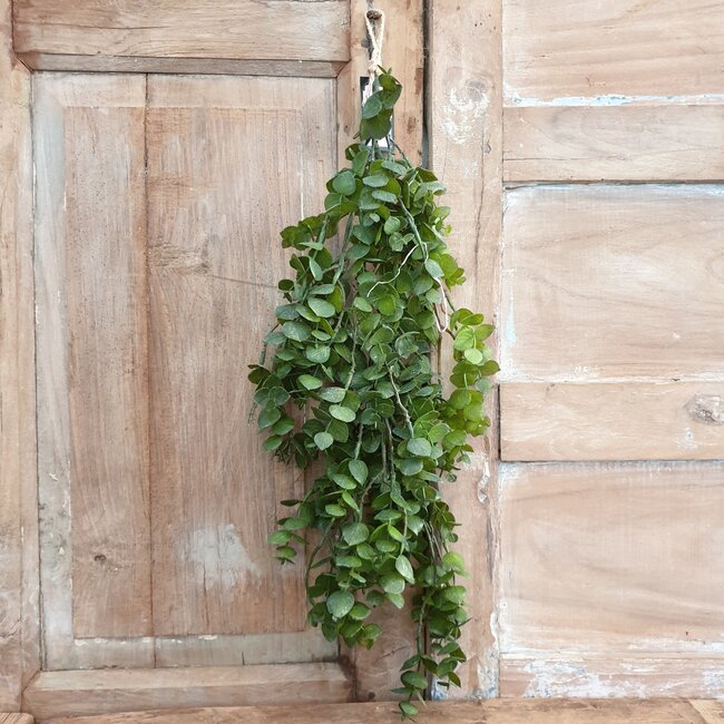 ## Groene eucalyptus 30 cm