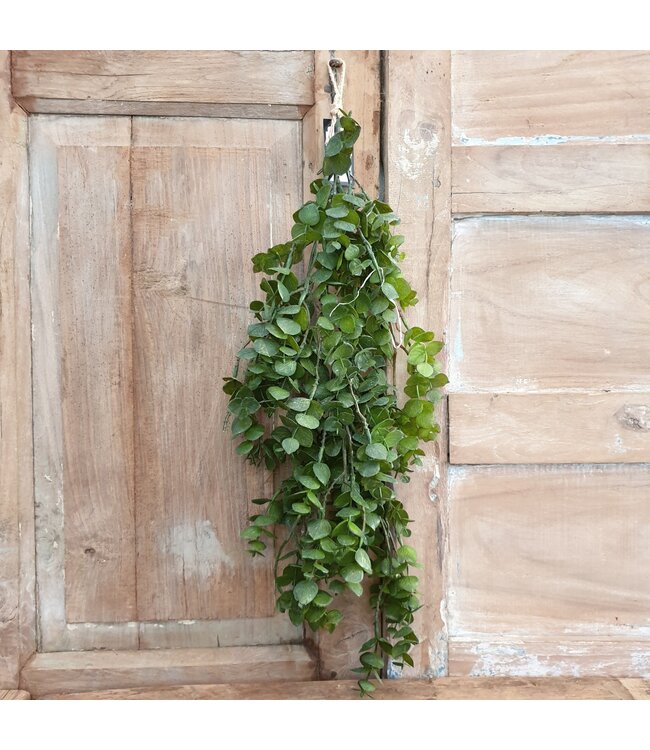 Groene eucalyptus 30 cm