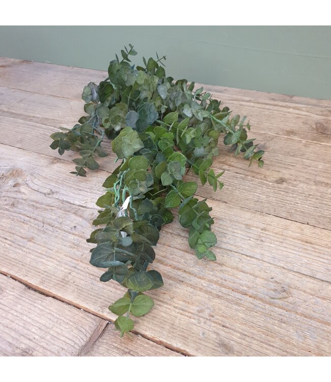 Groene eucalyptus 30 cm