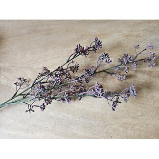 Countryfield ## Prunus - fuchsia