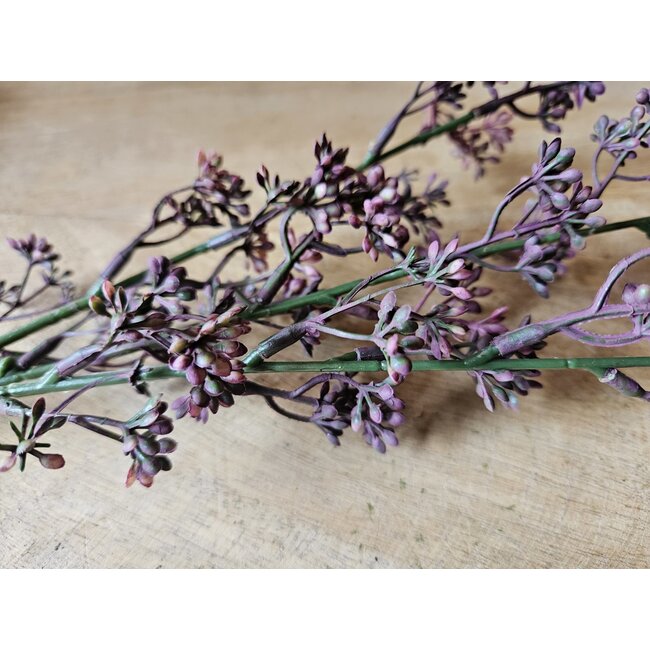 Countryfield ## Prunus - fuchsia