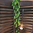 Countryfield ## Humulus Lupulus (Hop) ro groen-L75B25H3CM