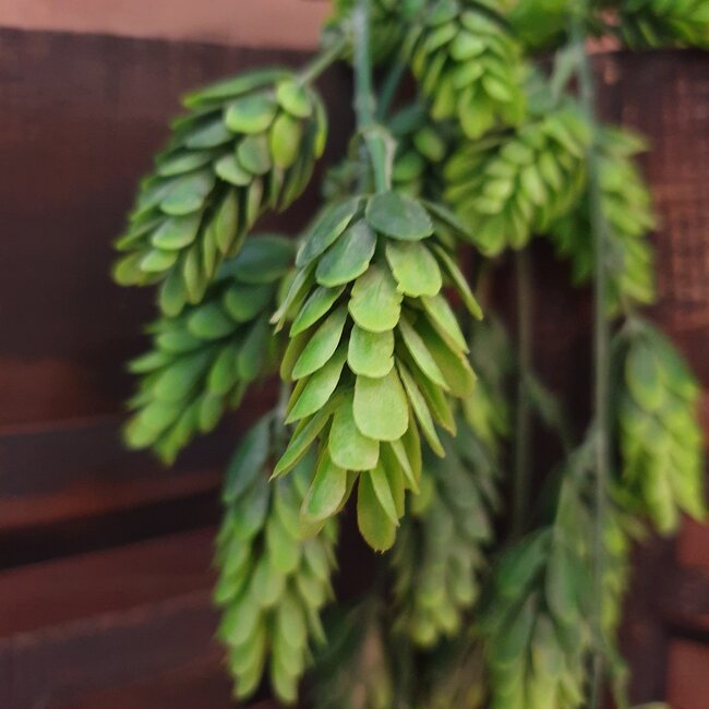 Countryfield ## Humulus Lupulus (Hop) ro groen-L75B25H3CM