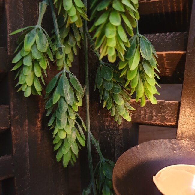 Countryfield ## Humulus Lupulus (Hop) ro groen-L75B25H3CM