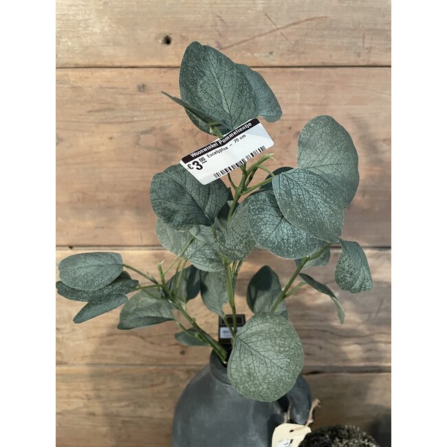 Countryfield ## Eucalyptus - 70 cm
