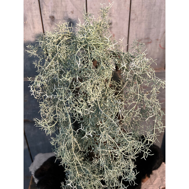 Countryfield ## Tillandsia L groen-L18B16H78CM