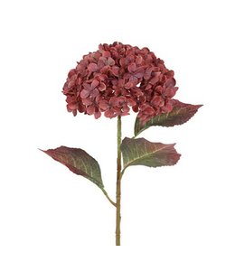 Countryfield # Hydrangea Aletta Paniculata L zalm-L22B22H70CM