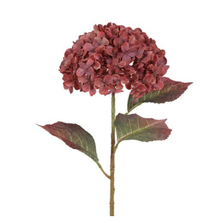 Countryfield ## Hydrangea Aletta Paniculata L zalm-L22B22H70CM
