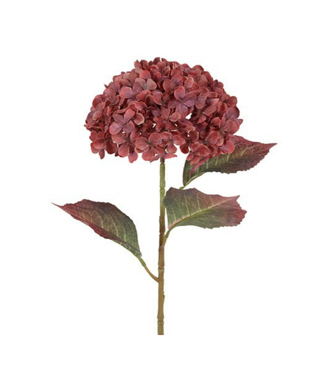 Countryfield # Hydrangea Aletta Paniculata L zalm-L22B22H70CM