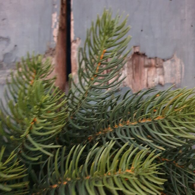 # Winnipeg krans - kunst - binnen en buiten - 40 cm