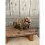 # Hairy Sheep Majestic Brown D.20 H.14 cm - grootste met hoorns - per stuk