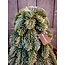# Nobilis boom Brynxz - kunst - 30 cm - per stuk