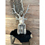 # Hert Alaya L16 x 21 x 51