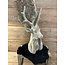 # Hert Alaya L16 x 21 x 51