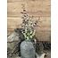 ## Eucalyptus "Spray" 65 cm - rood groen